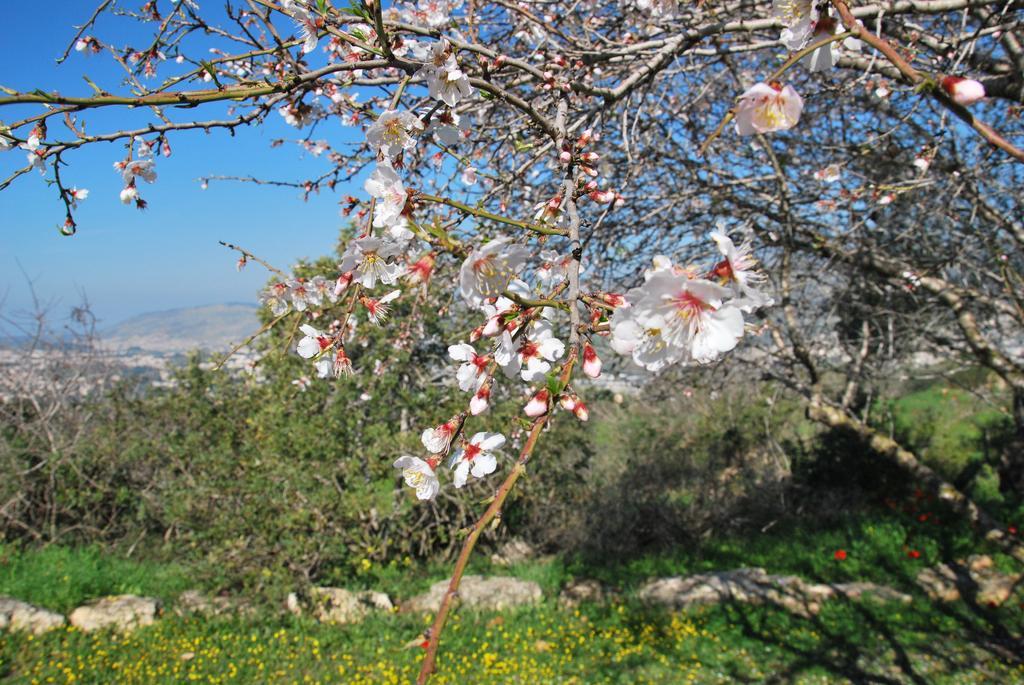 Hotel Back To Nature Camping & Huts Mikhmannim Exterior foto